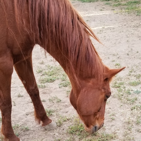 Meet your Posher, Layna - Picture 1 of 1